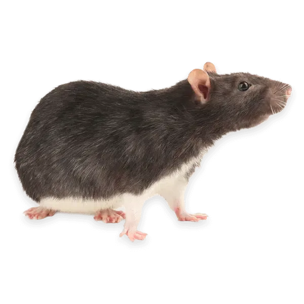 ratto