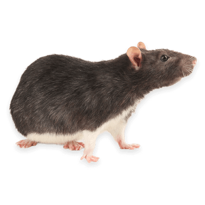 ratto