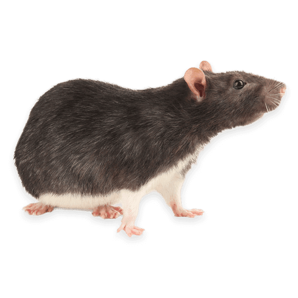 ratto