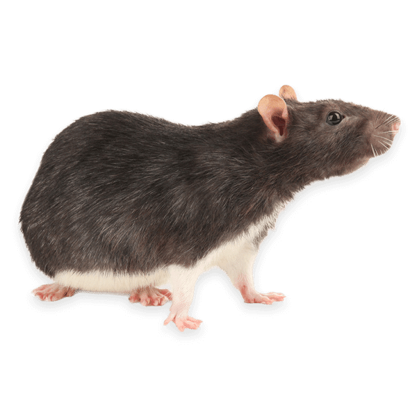 ratto